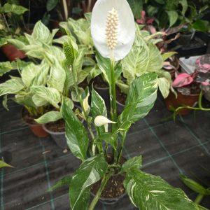CUNA DE MOISES VARIEGADA