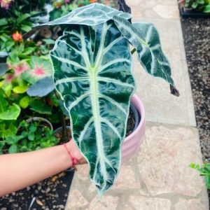 Alocasia Amazonica
