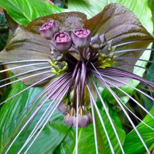 Tacca chantrieri