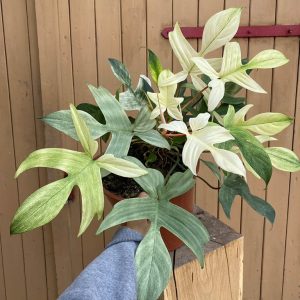 Philodendron Florida Ghost Mint