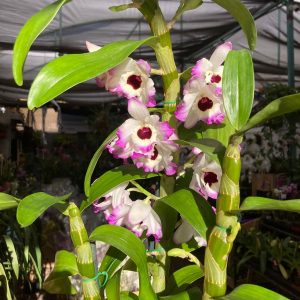 Dendrobium nobile en floraciones
