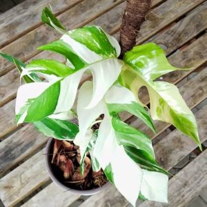 EPIPREMNUM PINNATUM VARIEGATED