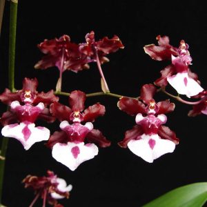 Onc. Sharry Baby ‘Sweet Fragrance’