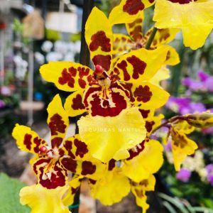 onc. wildcat garfield