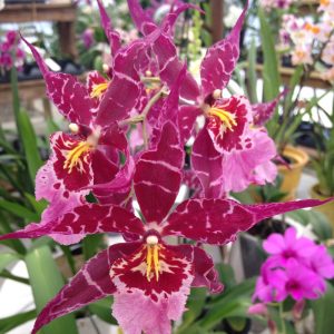 Aliceara Stellar «Hoku»