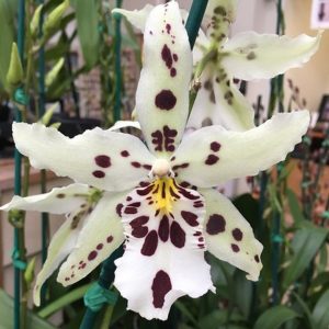 Alcra. Snowblind ‘Sweet Spots’