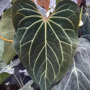 ANTHURIUM MAGNIFICUM X BLACK CRYSTALLINUM