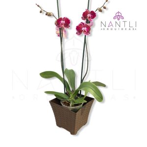 Morada M