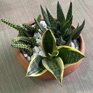 Jardín de Suculentas: Tesoros Vivos en Terrario de Barro