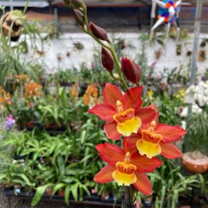 Ons. Firecat ‘Harmony’