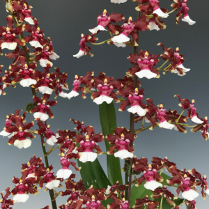 Onc. Aka Baby ‘Raspberry Chocolate’