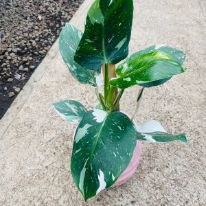 Philodendron ‘White Wizard