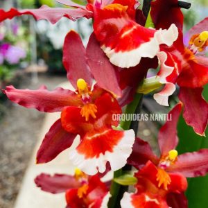 ons. Hilo firecracker New Year