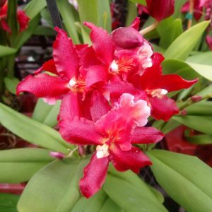 Oncostele Red Silk ‘HOF’