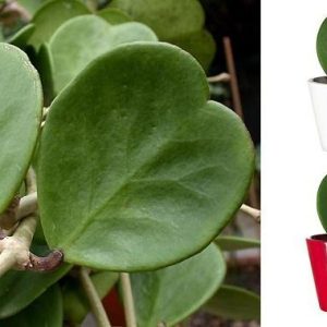 Hoya Kerri/ planta corazón
