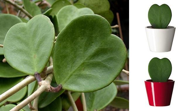 Hoya Kerri/ planta corazón