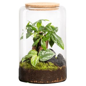 Terrario Vegetal Mediano Mia